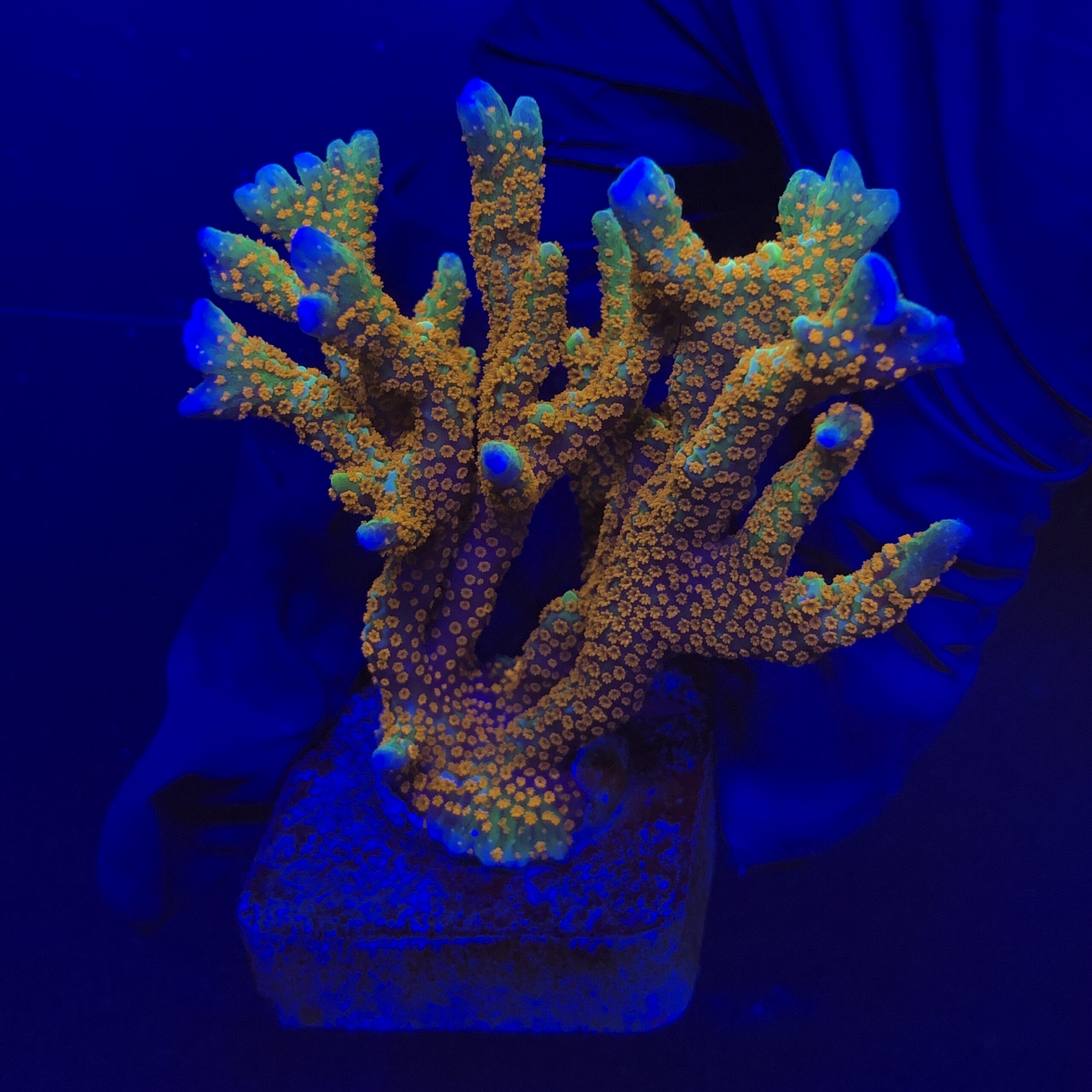 Montipora Forest Fire G