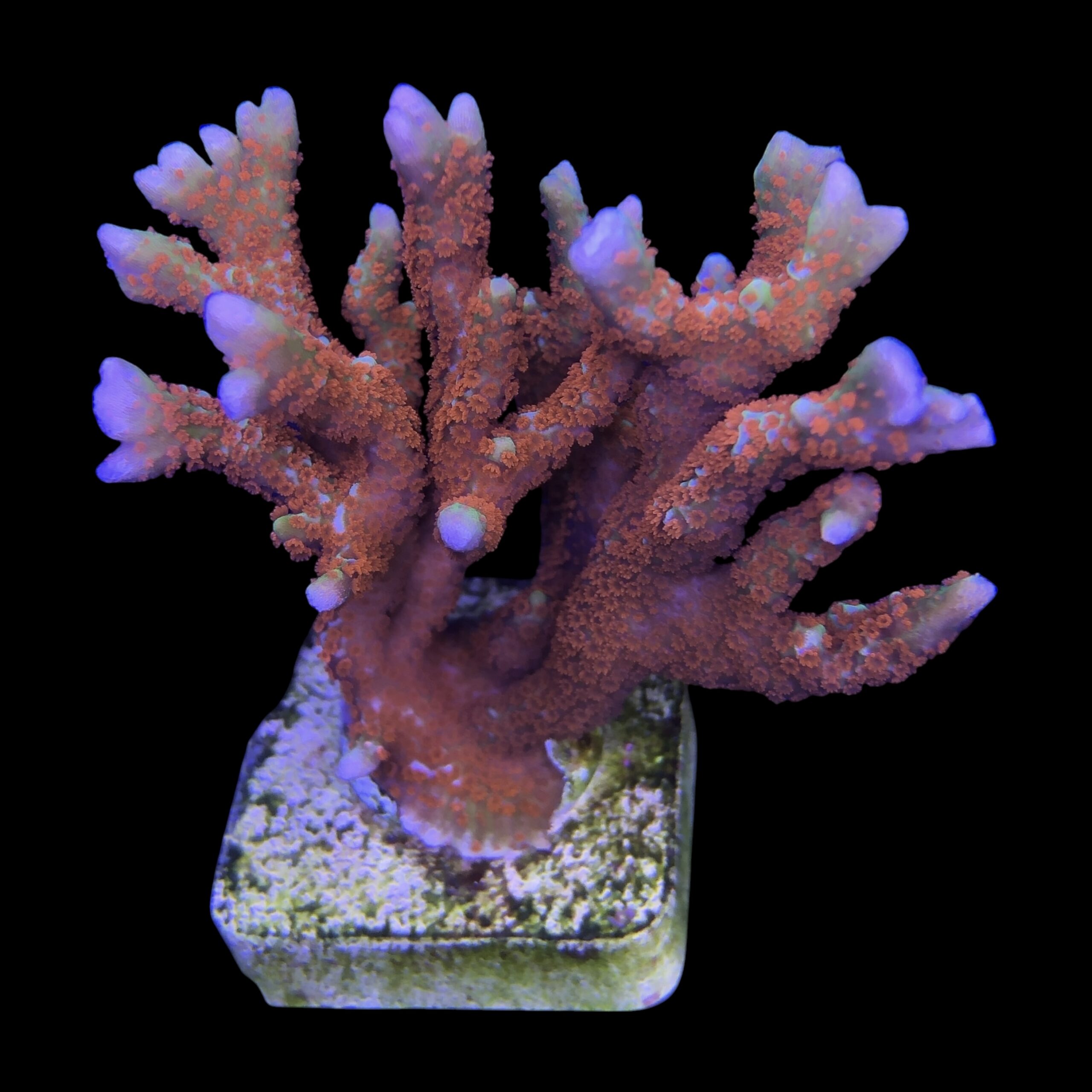 Montipora Forest Fire G - Imagem 2