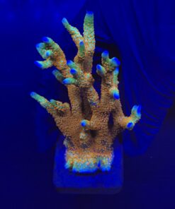 Montipora Forest Fire Mini Colônia