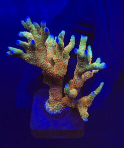 Montipora Forest Fire Mini Colônia