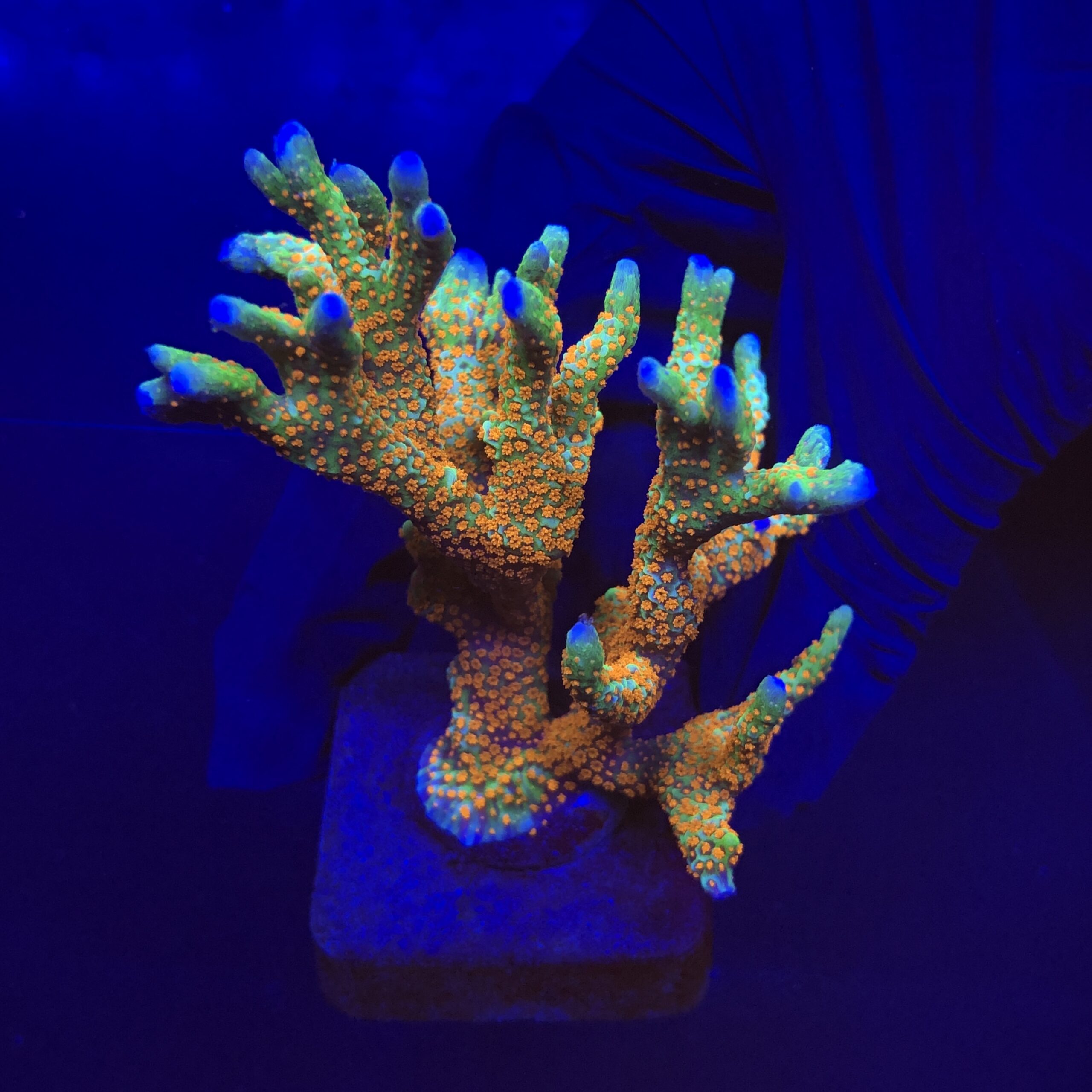 Montipora Forest Fire Mini Colônia