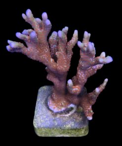 Alternative view of Montipora Forest Fire Mini Colônia