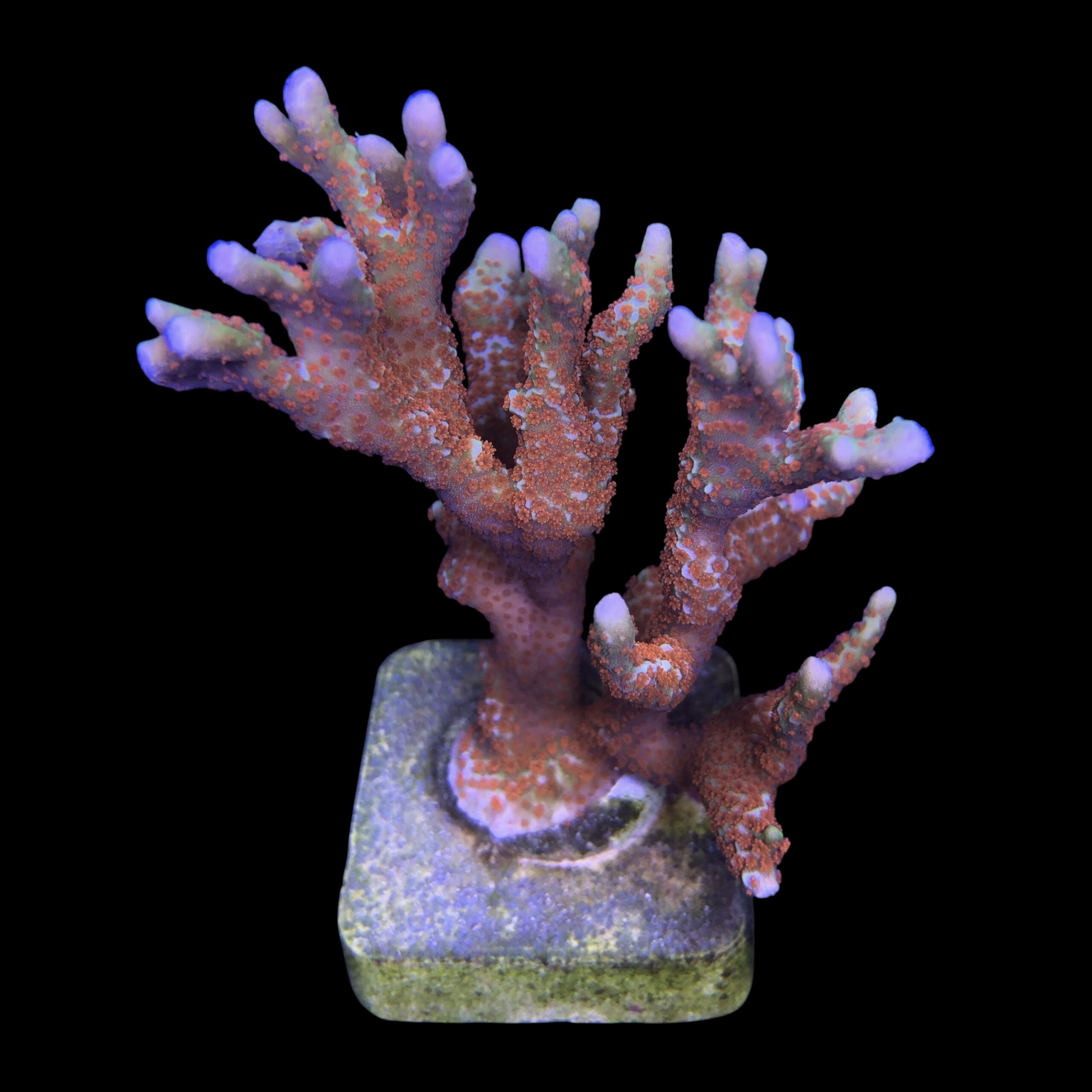 Montipora Forest Fire Mini Colônia - Imagem 2