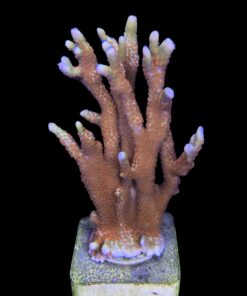 Alternative view of Montipora Forest Fire Mini Colônia