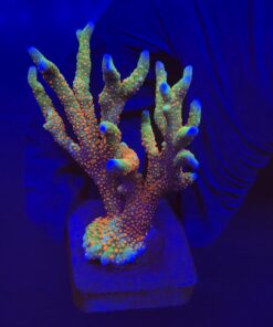 Montipora Forest Fire Mini Colônia