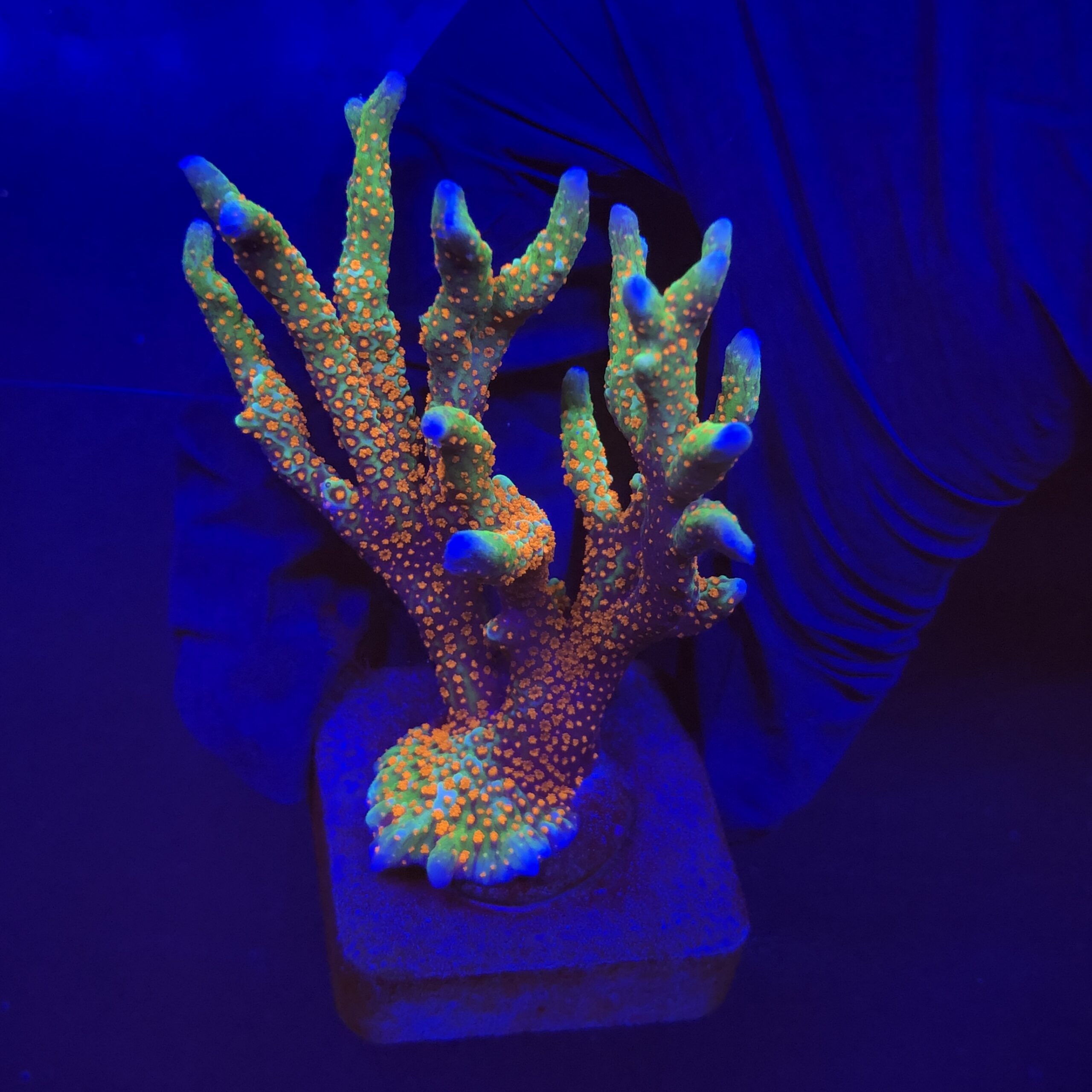 Montipora Forest Fire Mini Colônia