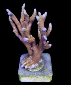 Alternative view of Montipora Forest Fire Mini Colônia