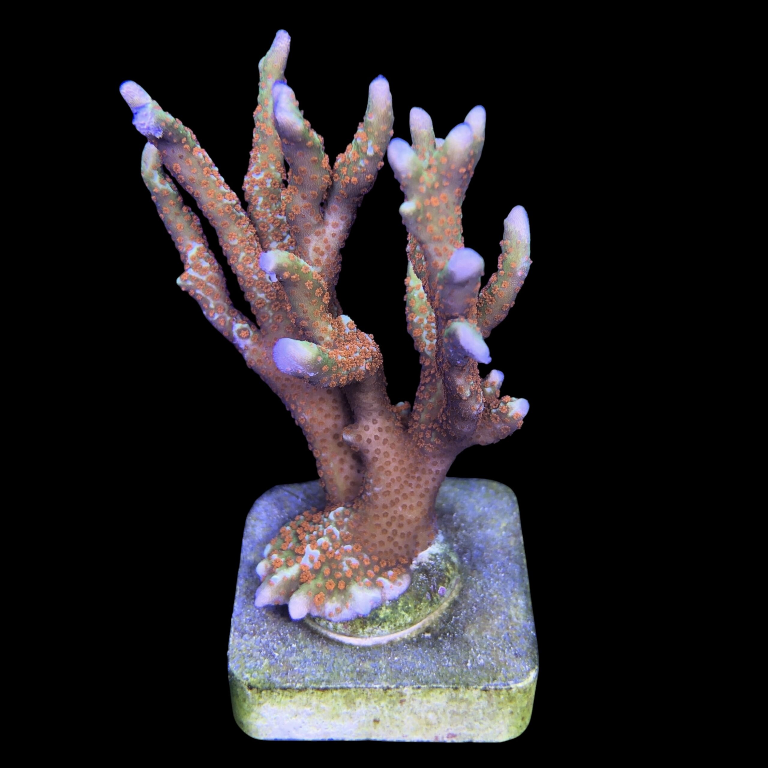 Montipora Forest Fire Mini Colônia - Imagem 2