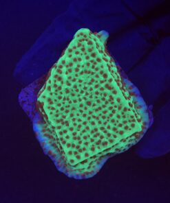 Montipora Jedi Trick Mint Undata M