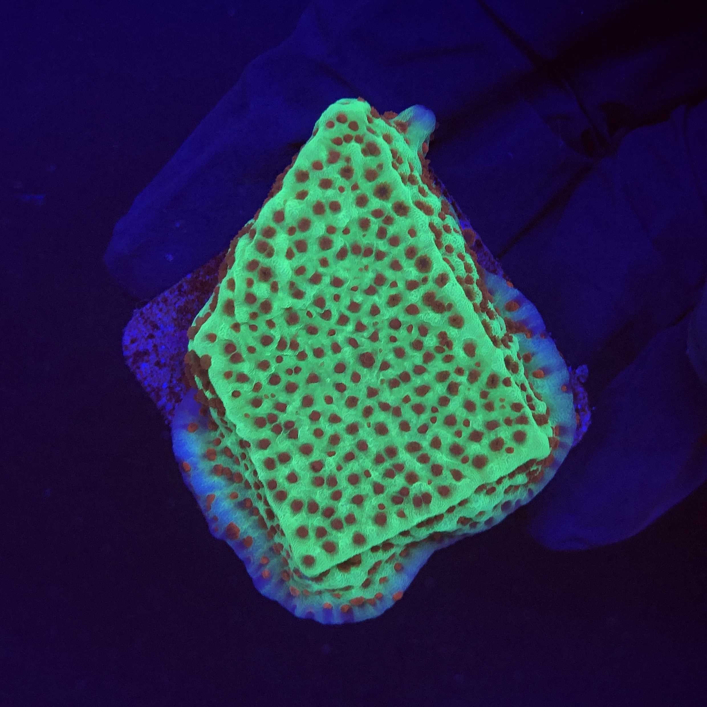 Montipora Jedi Trick Mint Undata M