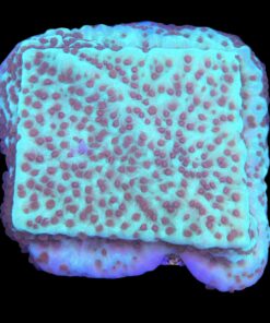 Alternative view of Montipora Jedi Trick Mint Undata M