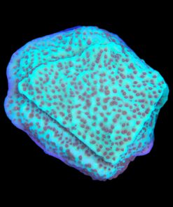 Alternative view of Montipora Jedi Trick Mint Undata M
