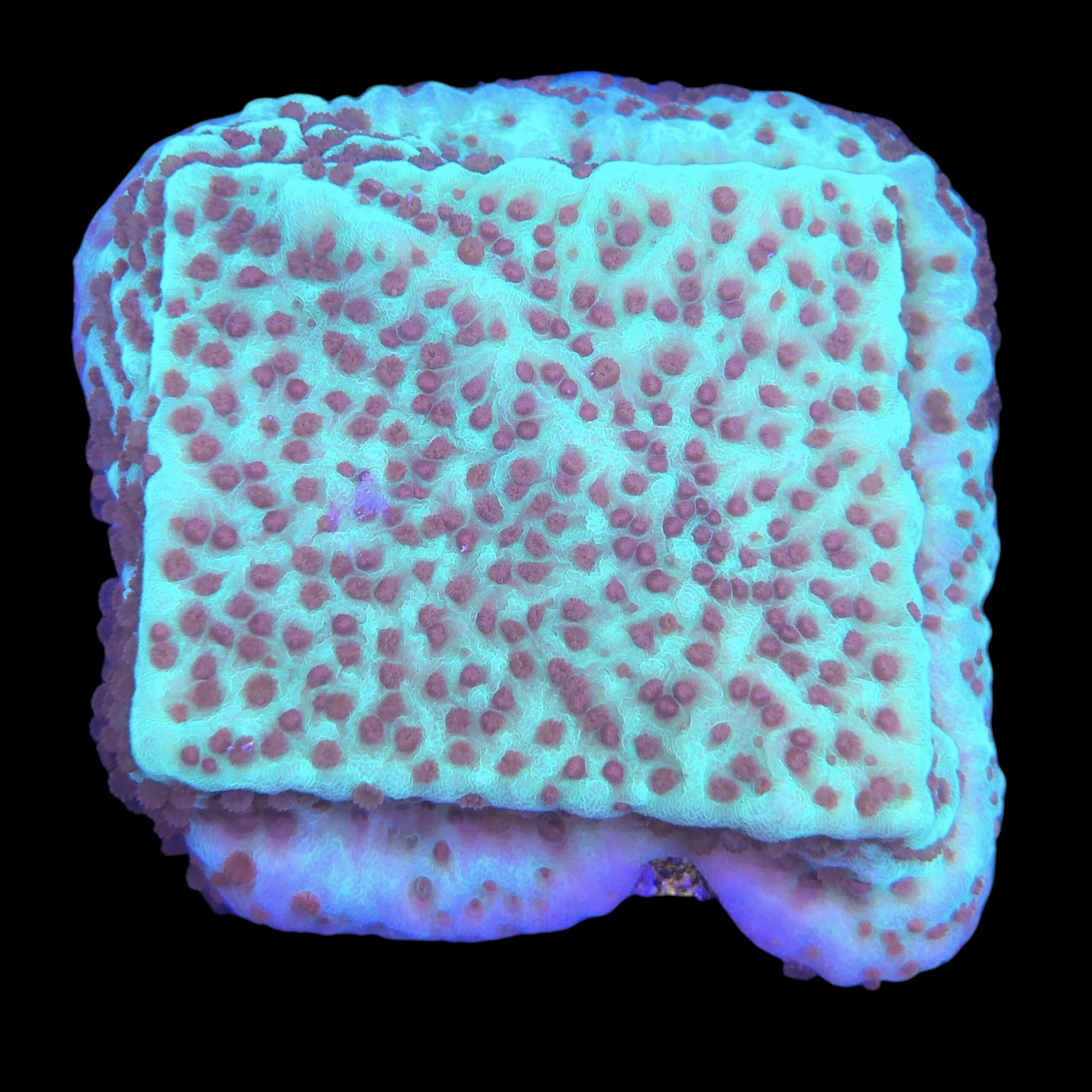 Montipora Jedi Trick Mint Undata M - Imagem 2