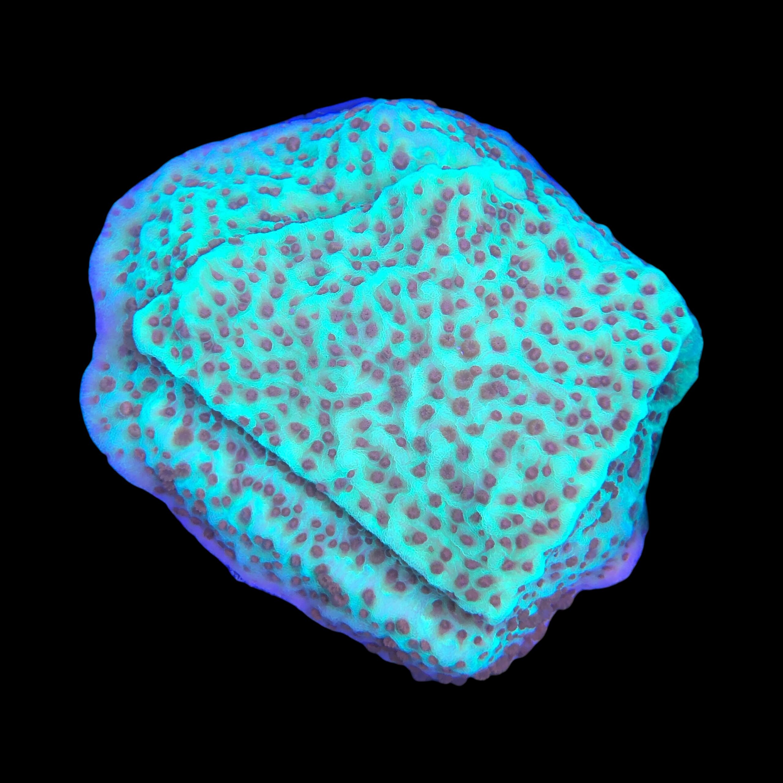 Montipora Jedi Trick Mint Undata M - Imagem 2