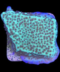 Alternative view of Montipora Jedi Trick Mint Undata M