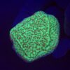 Montipora Jedi Trick Mint Undata M