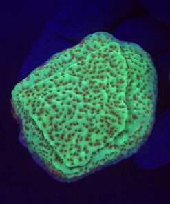 Montipora Jedi Trick Mint Undata M