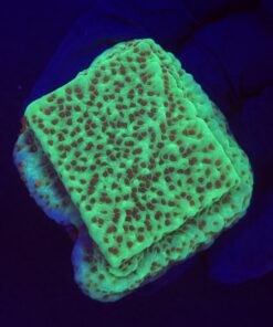 Montipora Jedi Trick Mint Undata M