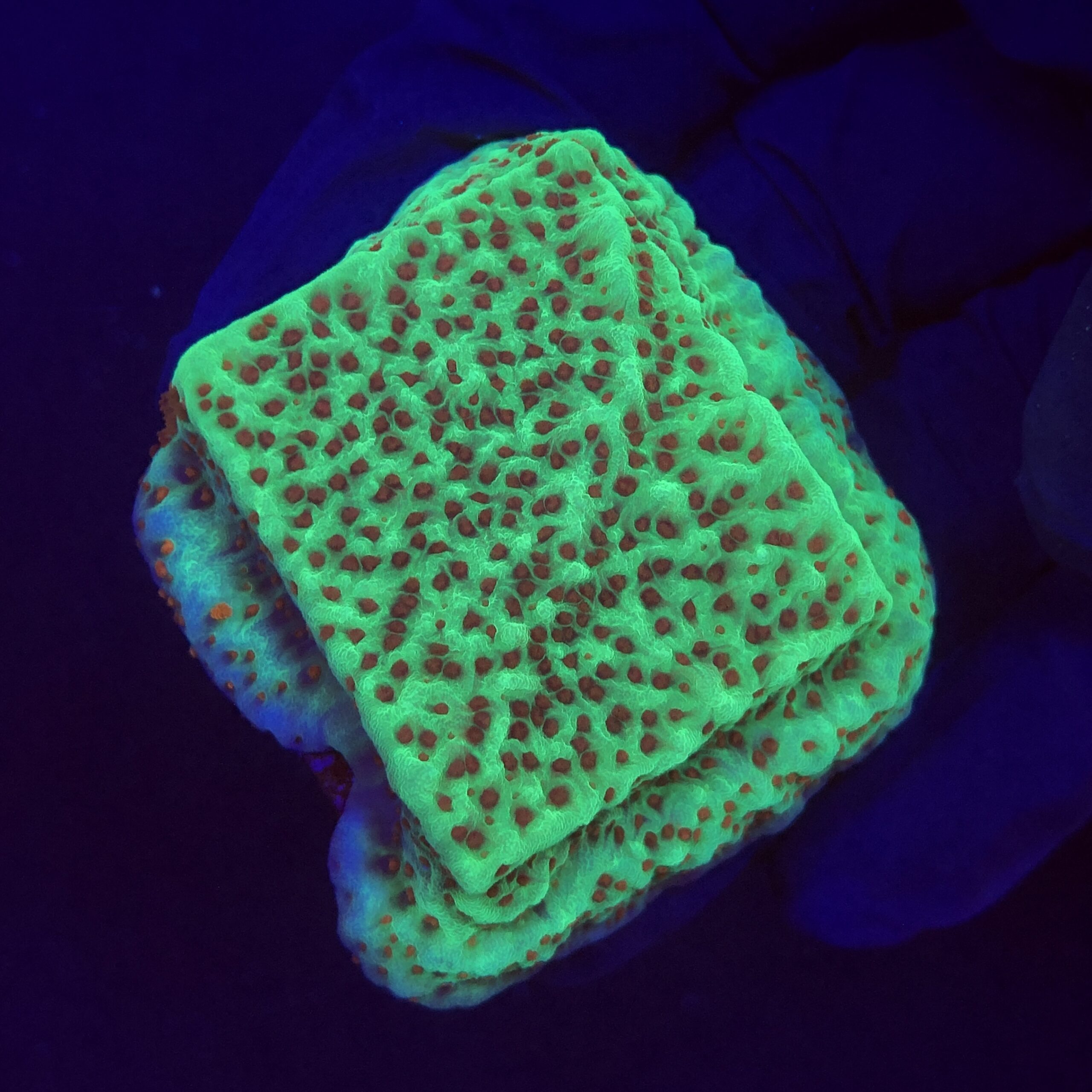 Montipora Jedi Trick Mint Undata M