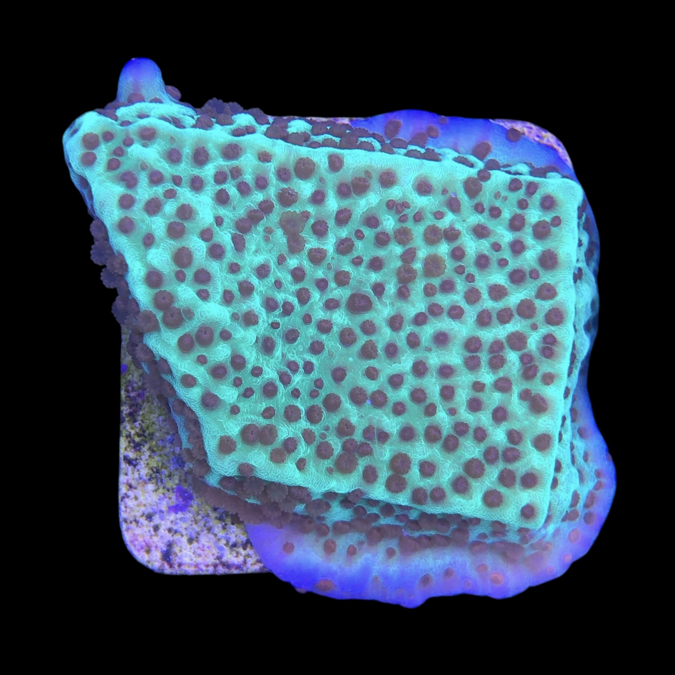Montipora Jedi Trick Mint Undata M - Imagem 2