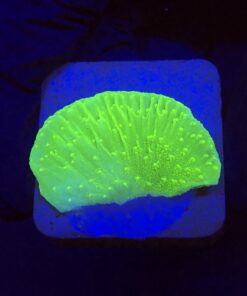 Montipora Capricórnio Kryptonita M