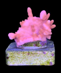Montipora Setosa M