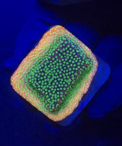 Montipora Sunset M