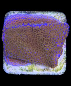 Alternative view of Montipora Superman M