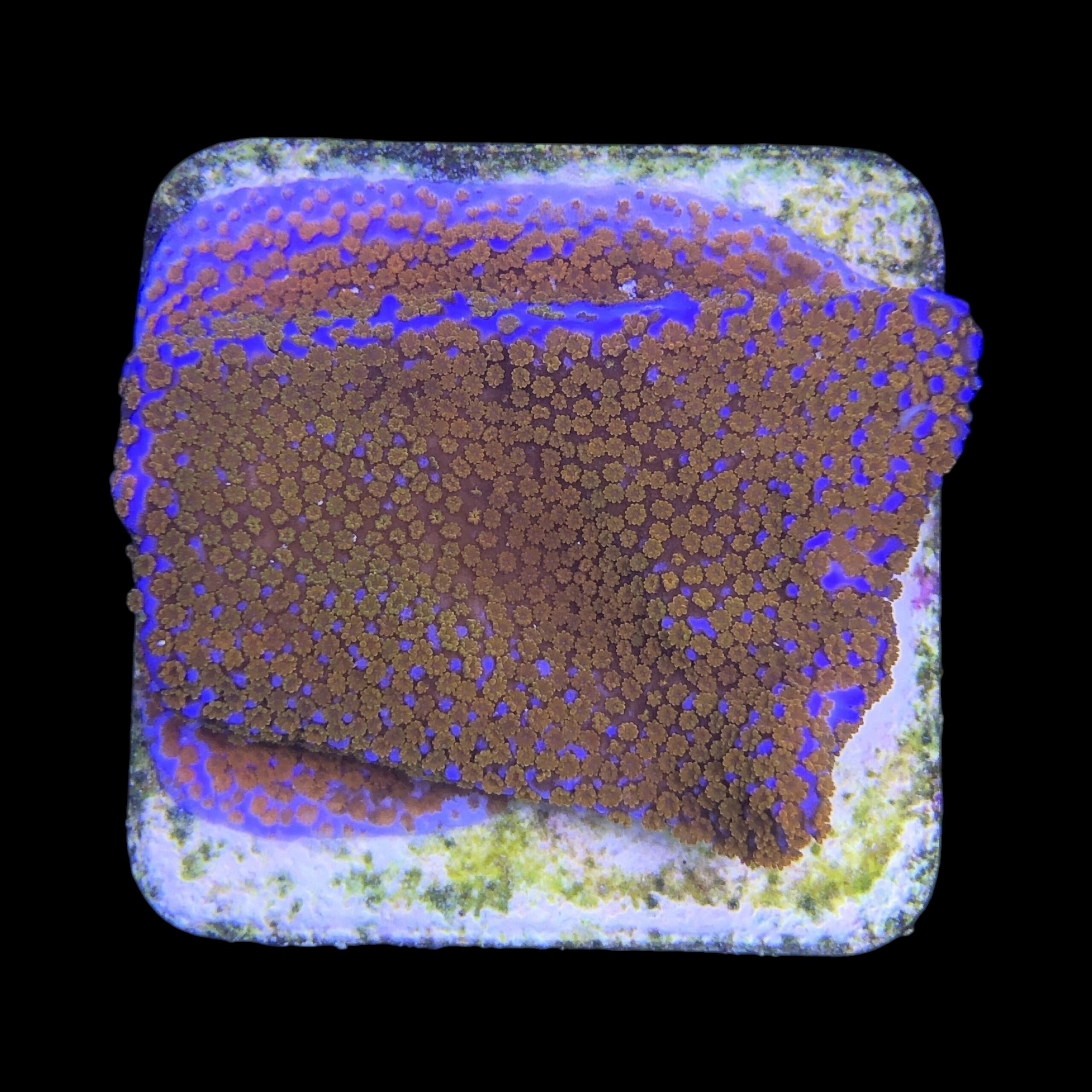 Montipora Superman M - Imagem 2