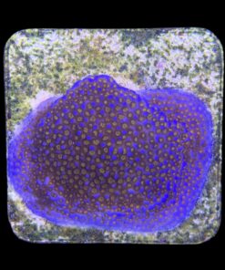 Alternative view of Montipora Superman M