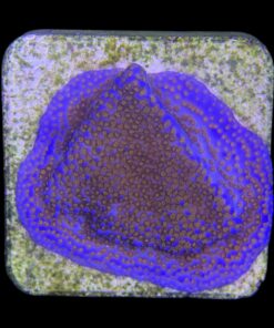 Alternative view of Montipora Superman M