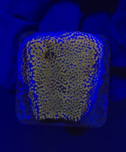 Montipora Superman M