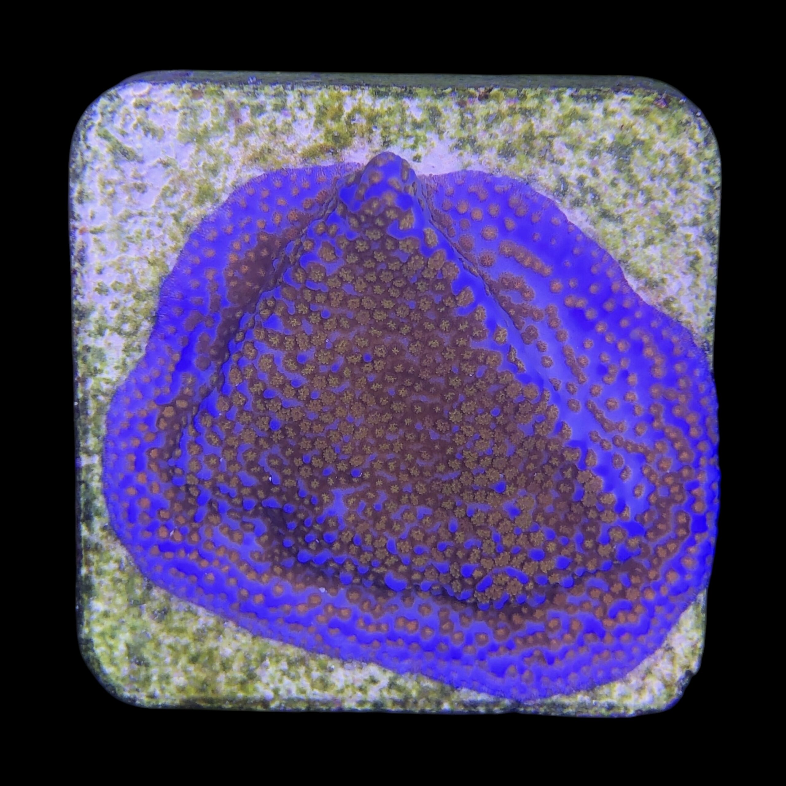 Montipora Superman M - Imagem 2