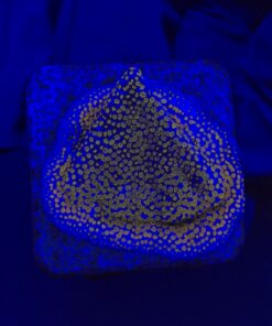 Montipora Superman M