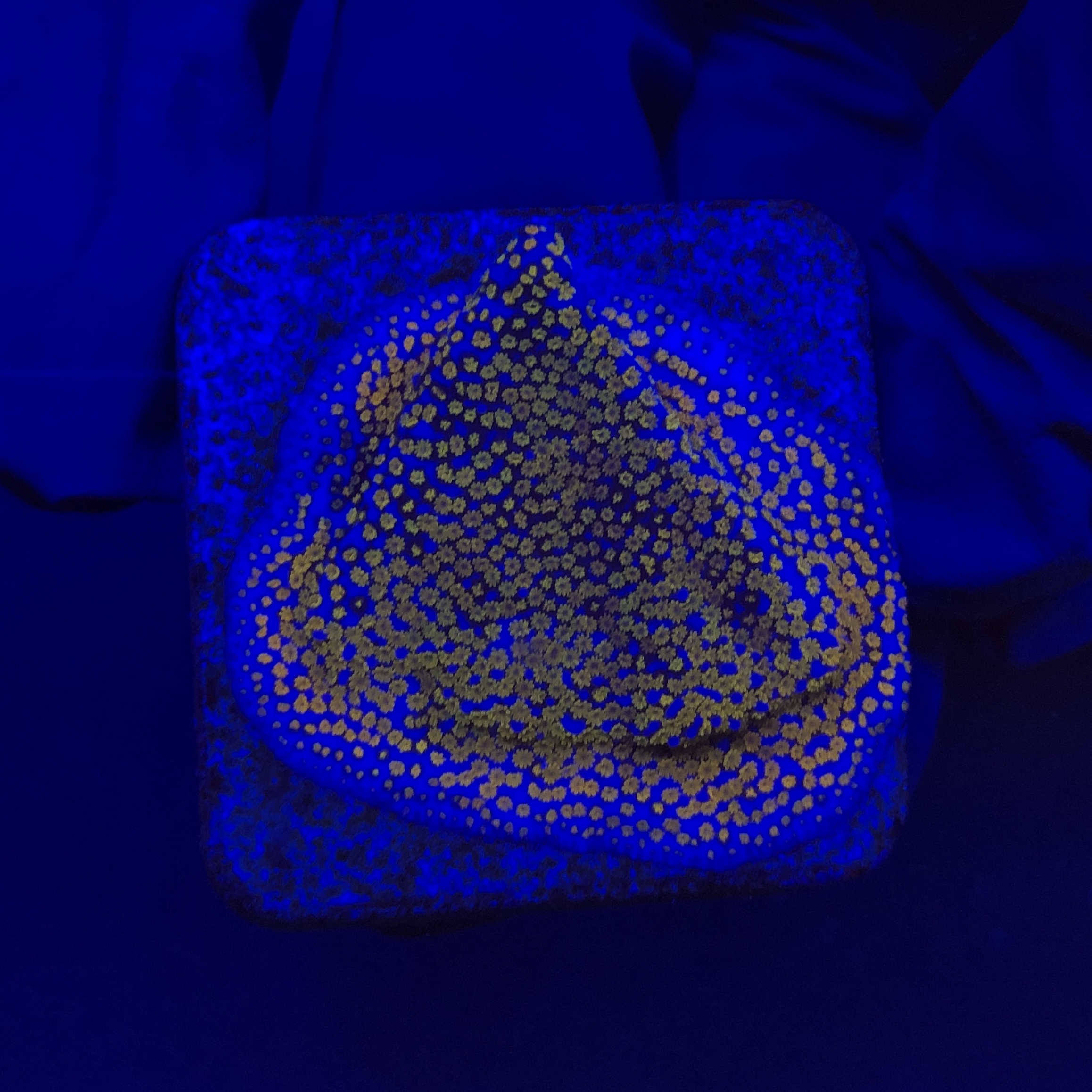 Montipora Superman M