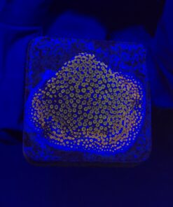 Montipora Superman M