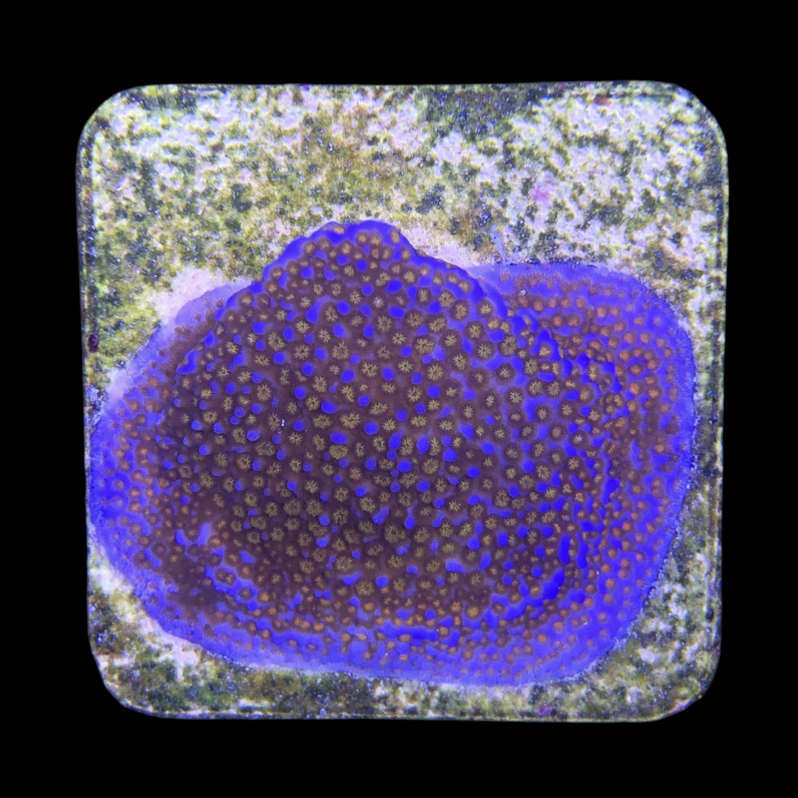 Montipora Superman M - Imagem 2
