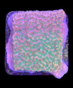 Montipora Tropic Thunder M