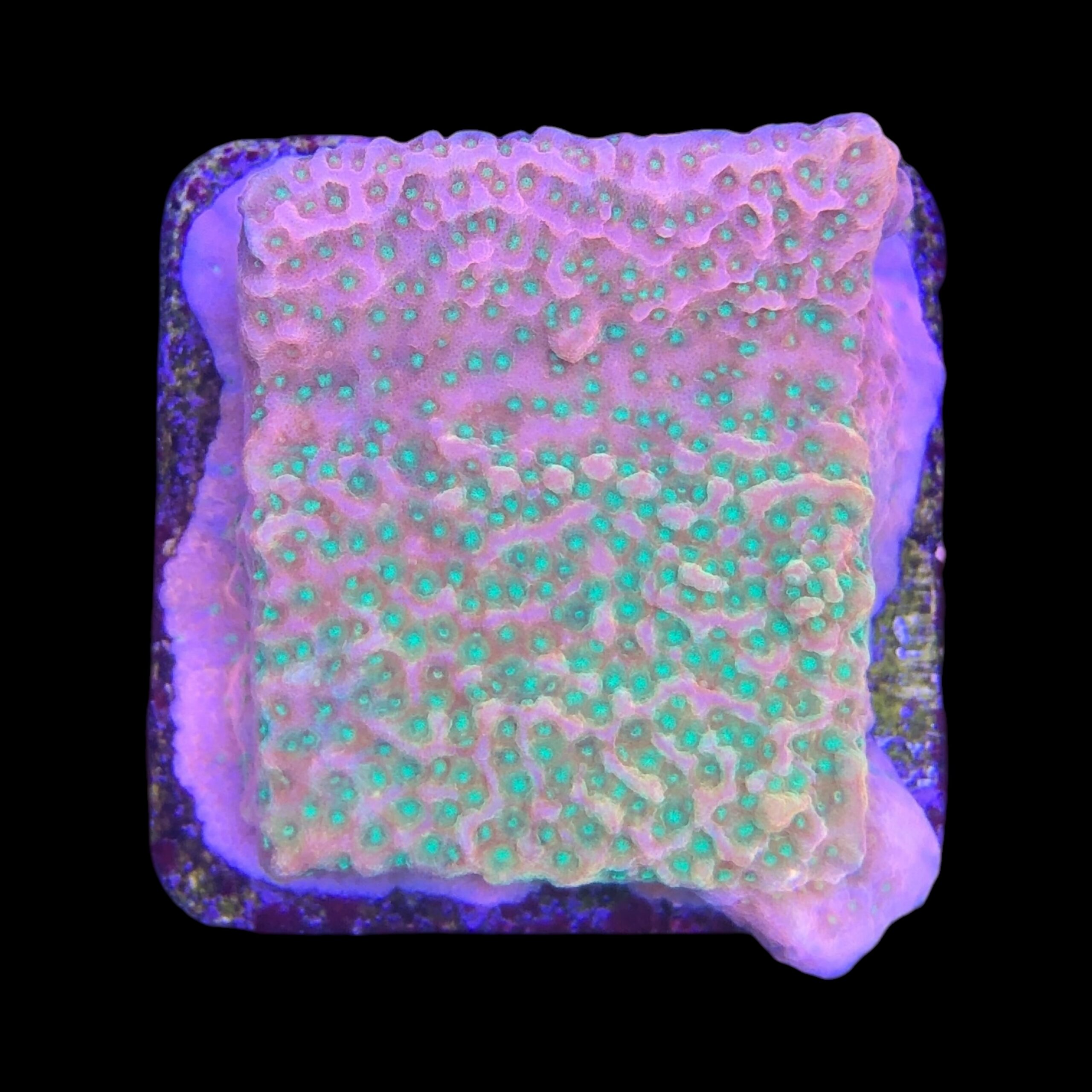 Montipora Tropic Thunder M