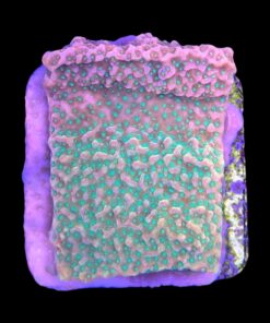 Montipora Tropic Thunder M