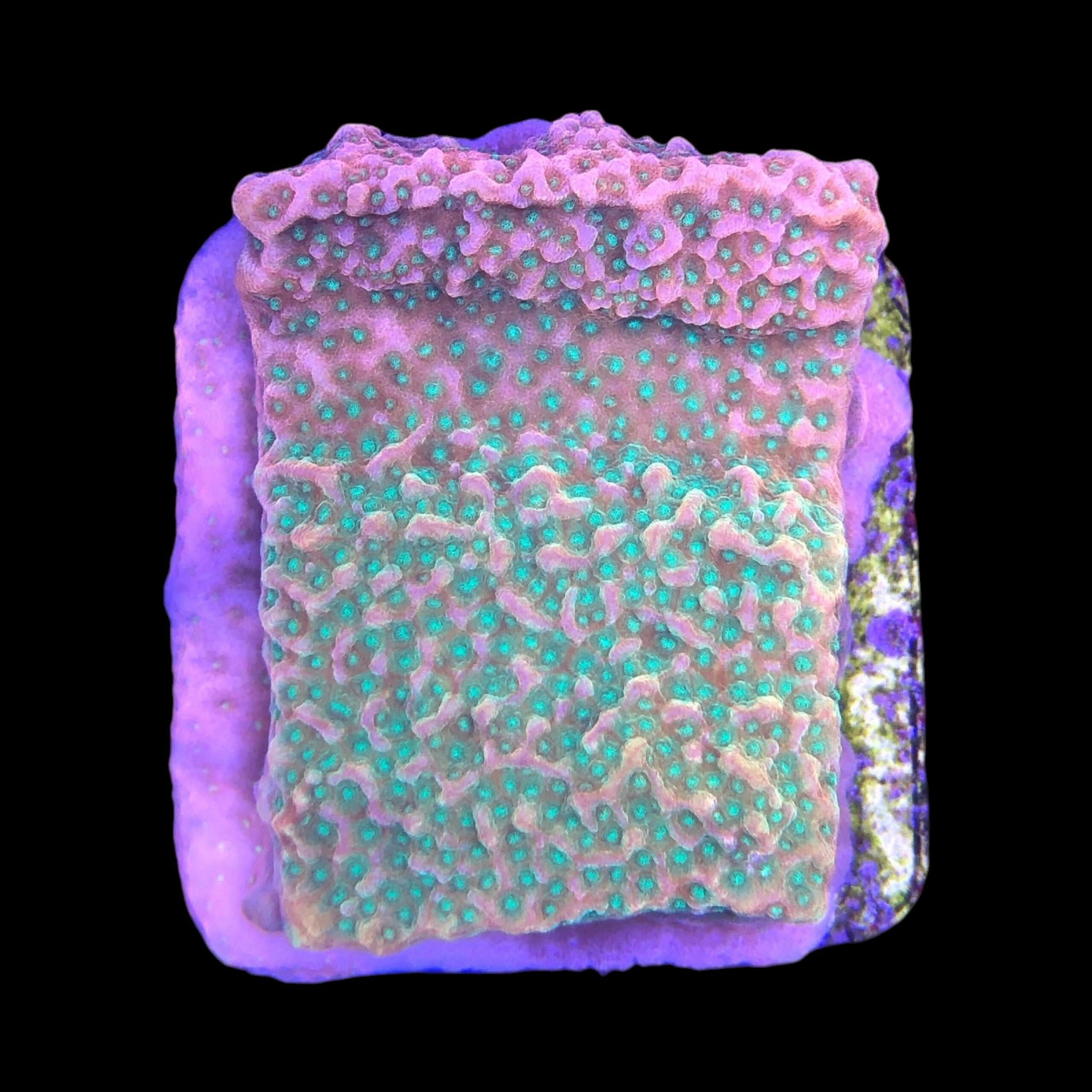 Montipora Tropic Thunder M
