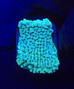 Montipora Undata Green Purple Polyps M