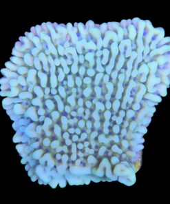 Alternative view of Montipora Undata Green Purple Polyps M