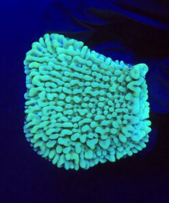 Montipora Undata Green Purple Polyps M