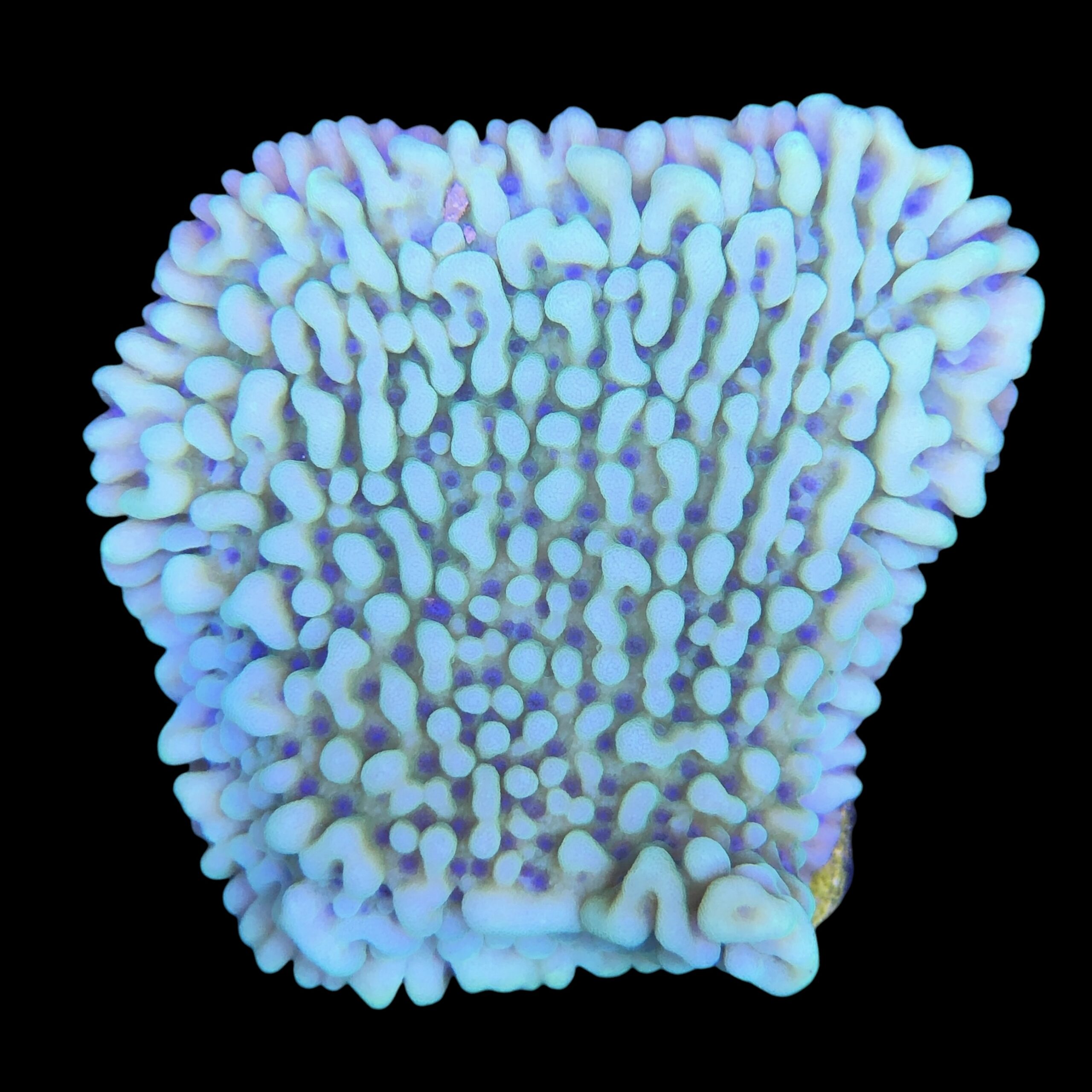 Montipora Undata Green Purple Polyps M - Imagem 2