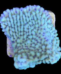 Alternative view of Montipora Undata Green Purple Polyps M