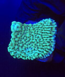 Montipora Undata Green Purple Polyps M