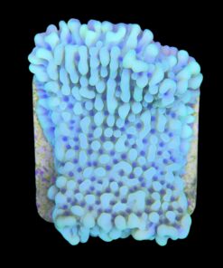 Alternative view of Montipora Undata Green Purple Polyps M