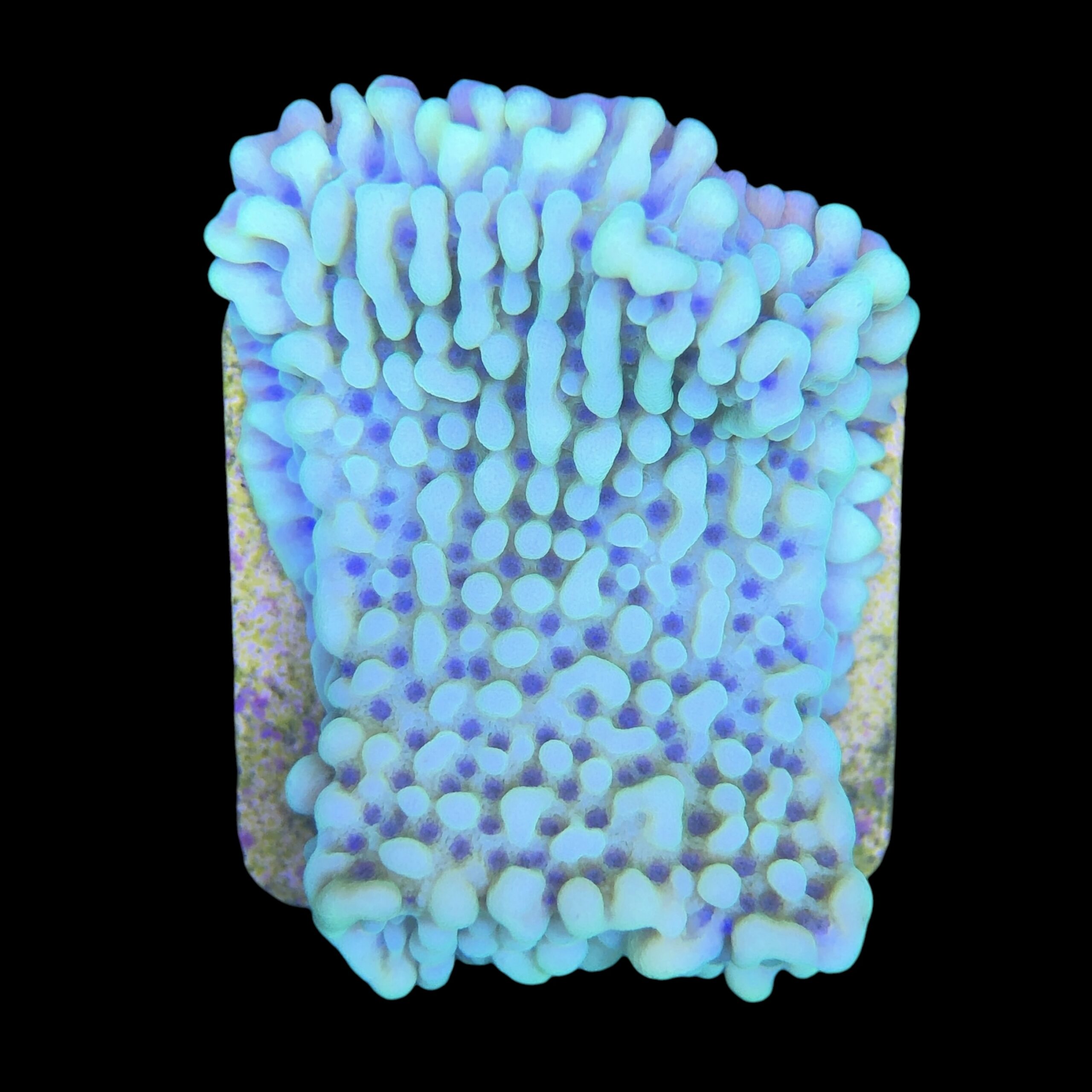 Montipora Undata Green Purple Polyps M - Imagem 2