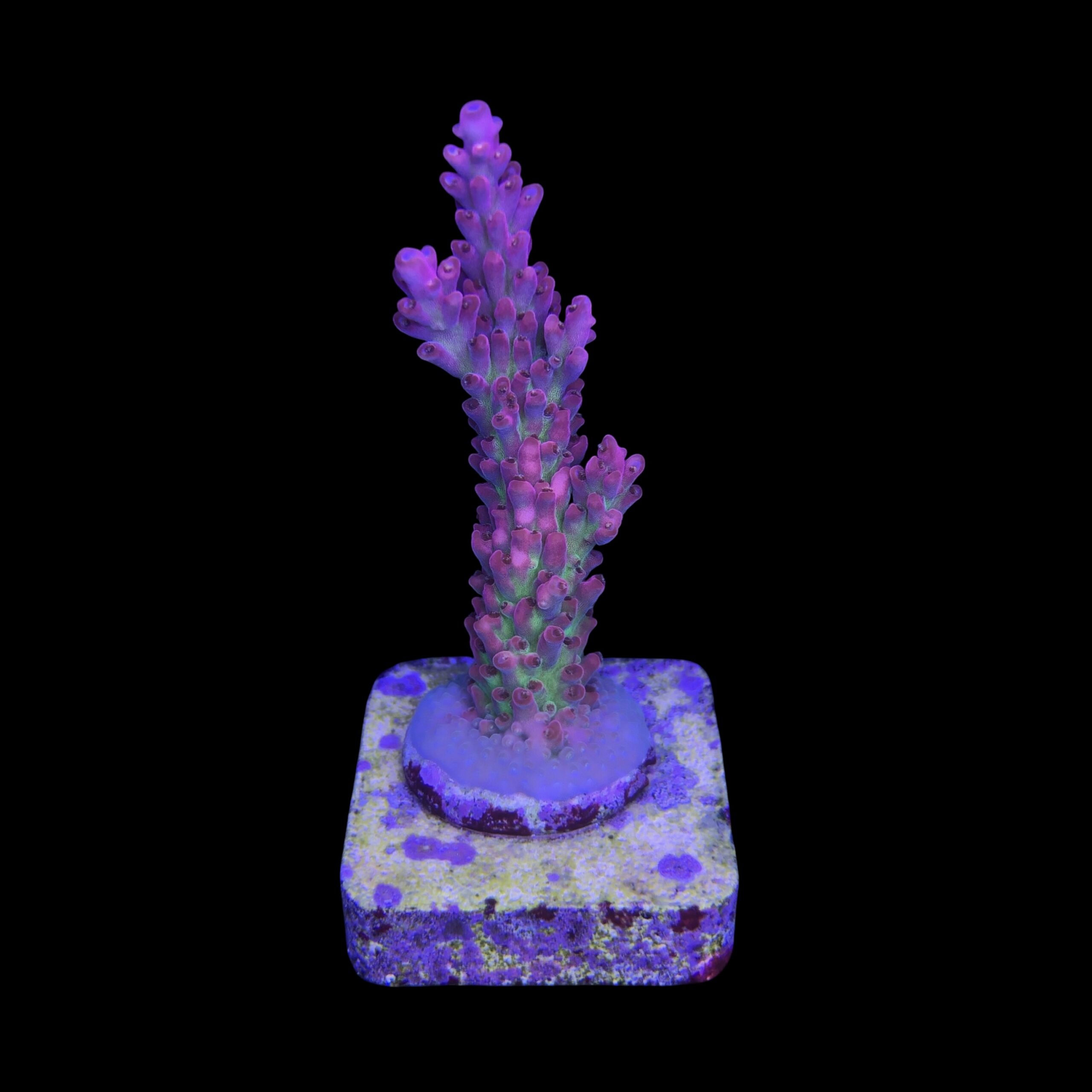 Nebulosa M - Imagem 2